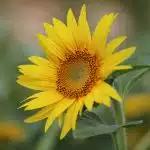 close-up photography of sunflower