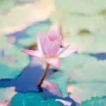 close up photo of water lily flower