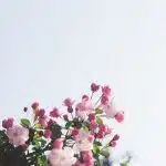 white-and-pink flowers