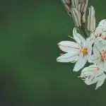 selective focus photography of white and orange petaled flower